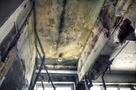 Best Asbestos and Lead Testing During Mold Inspection  in Sewalls Point, FL